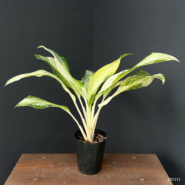 アグラオネマ:ゴールデンベイ 3.5号ポット