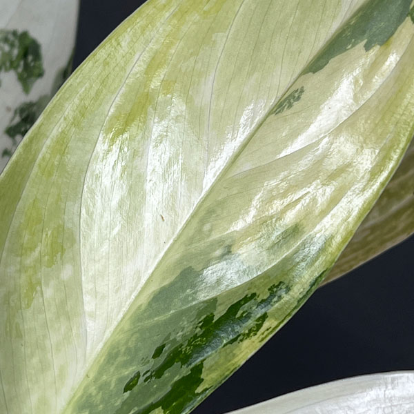 アグラオネマ:ゴールデンベイ 3.5号ポット