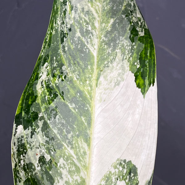 アグラオネマ:ゴールデンベイ 3.5号ポット