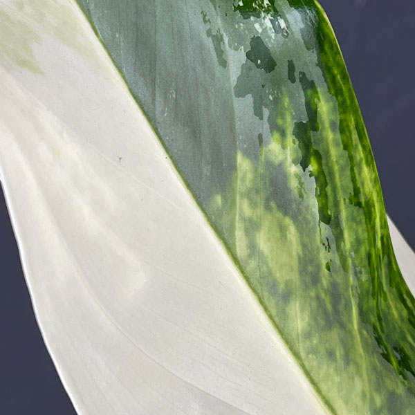 アグラオネマ:ゴールデンベイ 3.5号ポット