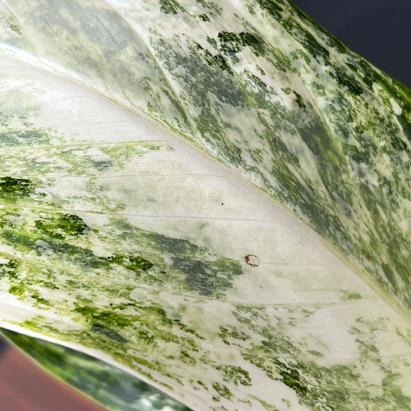 アグラオネマ:ゴールデンベイ 3.5号ポット