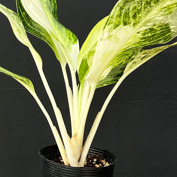 アグラオネマ:ゴールデンベイ 3.5号ポット