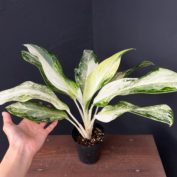 アグラオネマ:ゴールデンベイ 3.5号ポット