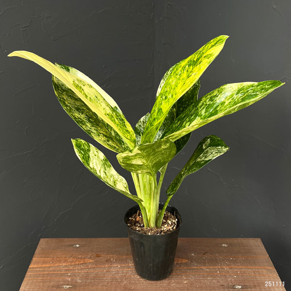 アグラオネマ：ニューハイブリッド　3.5号ポット