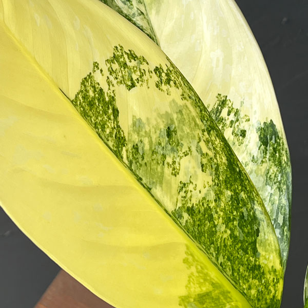 アグラオネマ：ニューハイブリッド　3.5号ポット