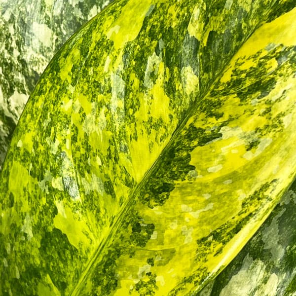 アグラオネマ：ニューハイブリッド　3.5号ポット