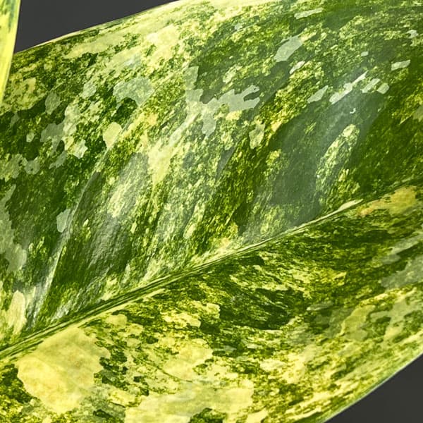 アグラオネマ：ニューハイブリッド　3.5号ポット