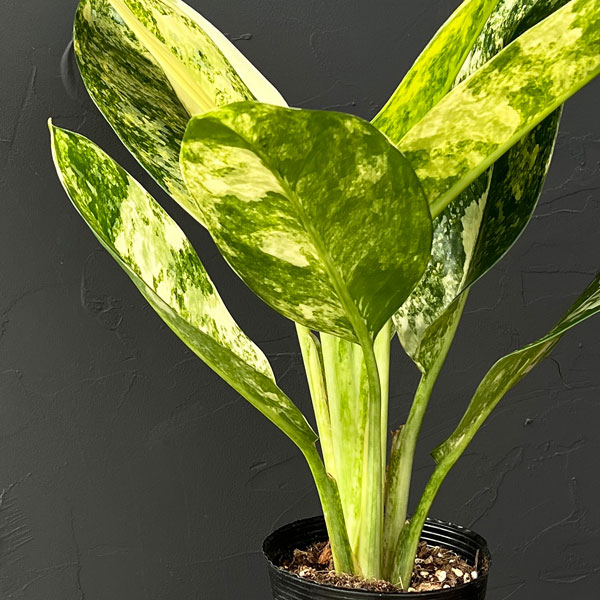 アグラオネマ：ニューハイブリッド　3.5号ポット