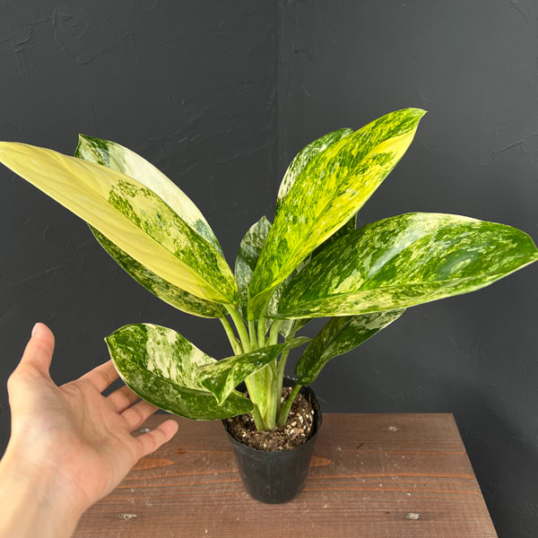 アグラオネマ：ニューハイブリッド　3.5号ポット