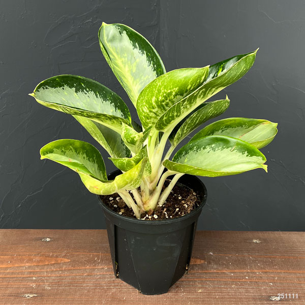 アグラオネマ：グリーンボール　5号ポット