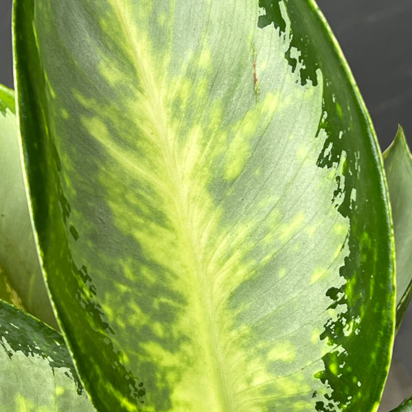 アグラオネマ：グリーンボール　5号ポット