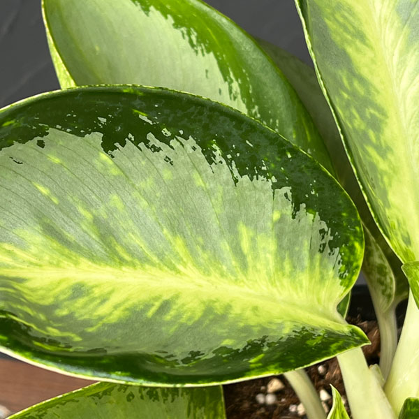 アグラオネマ：グリーンボール　5号ポット