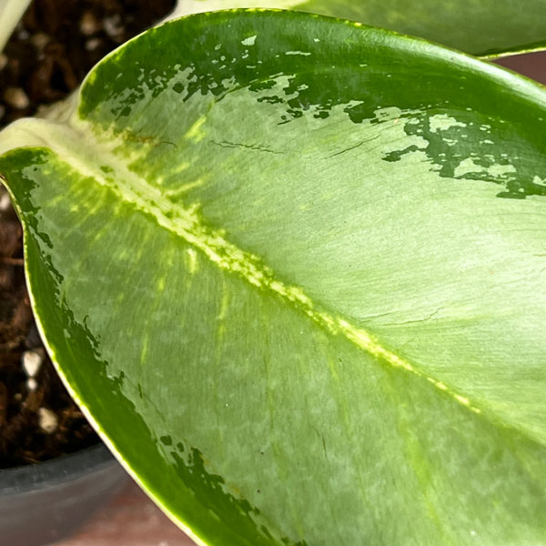 アグラオネマ：グリーンボール　5号ポット