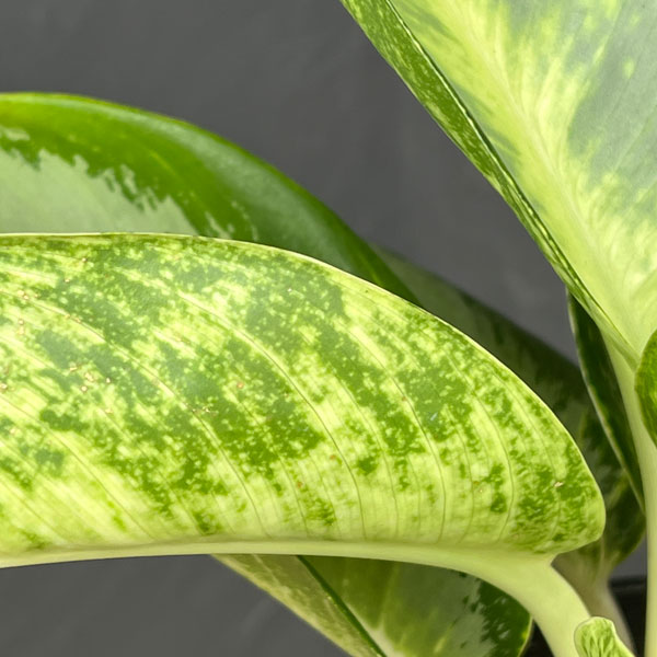 アグラオネマ：グリーンボール　5号ポット