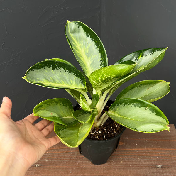 アグラオネマ：グリーンボール　5号ポット