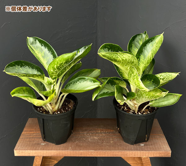 アグラオネマ：グリーンボール　5号ポット