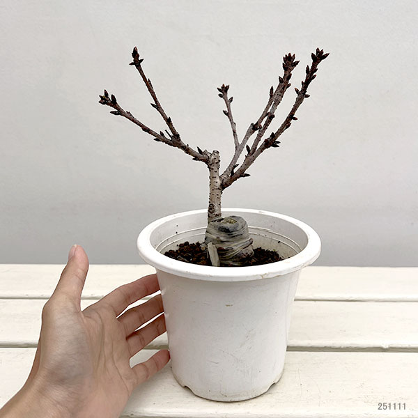 ミニ桜（サクラ）：旭山（アサヒヤマ）4.5号ポット