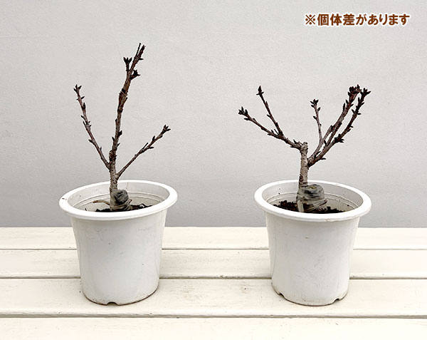 ミニ桜（サクラ）：旭山（アサヒヤマ）4.5号ポット