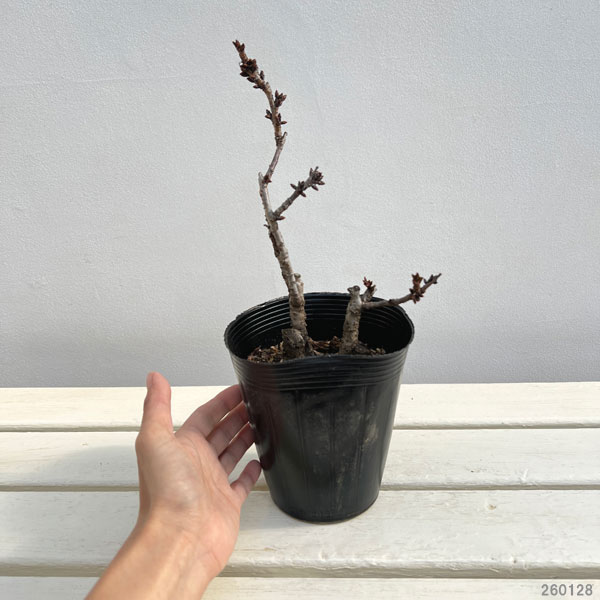 ミニ桜（サクラ）：旭山（アサヒヤマ）4-4.5号ポット