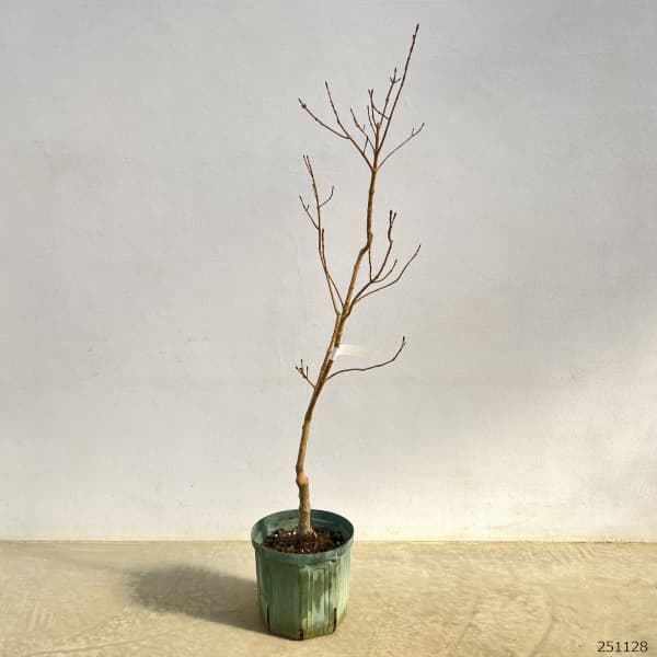 アオダモ(コバノトネリコ):斑入り(中斑)7号ポット