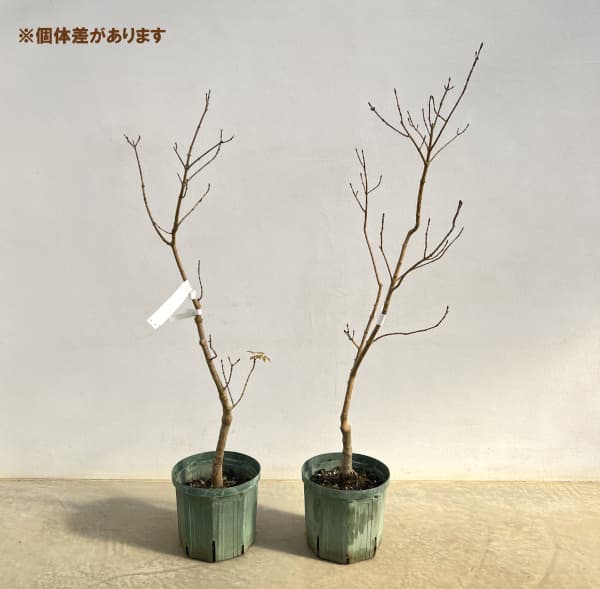 アオダモ(コバノトネリコ):斑入り(中斑)7号ポット