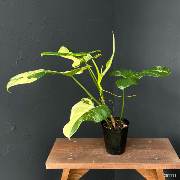 フィロデンドロン:バイオリン バリエガータ 3.5号ポット