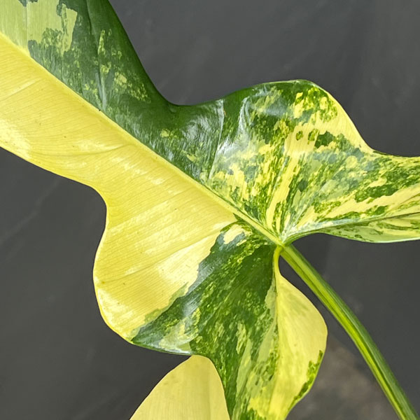 フィロデンドロン:バイオリン バリエガータ 3.5号ポット