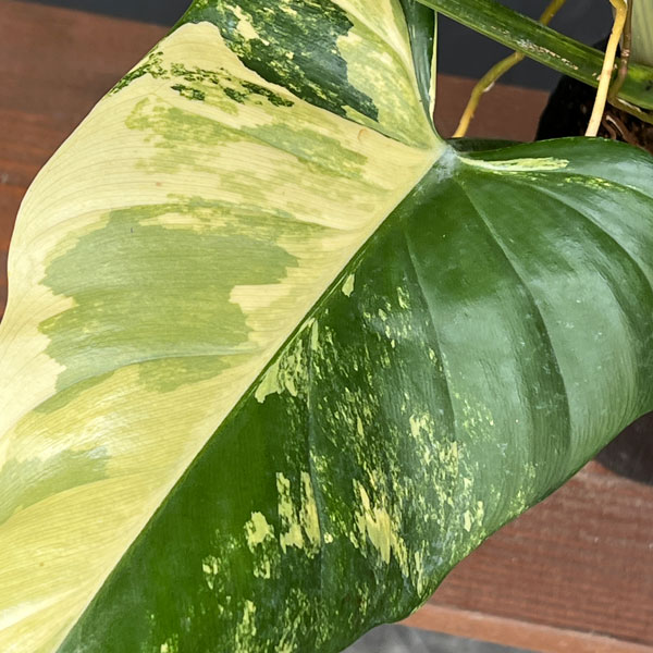 フィロデンドロン:バイオリン バリエガータ 3.5号ポット