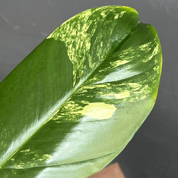 フィロデンドロン:バイオリン バリエガータ 3.5号ポット