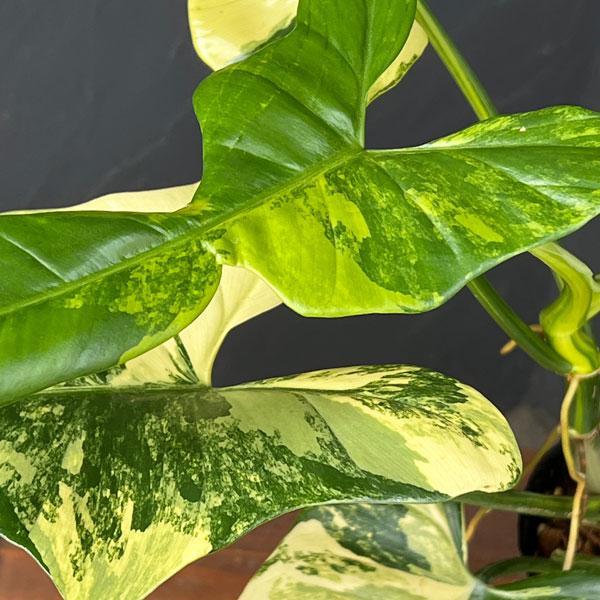フィロデンドロン:バイオリン バリエガータ 3.5号ポット