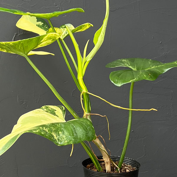 フィロデンドロン:バイオリン バリエガータ 3.5号ポット