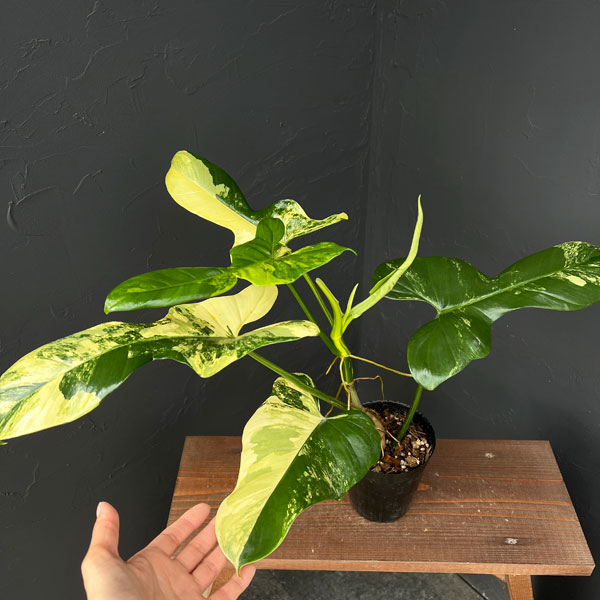 フィロデンドロン:バイオリン バリエガータ 3.5号ポット
