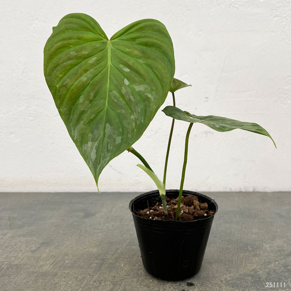 フィロデンドロン：マジェスティック 3号ポット