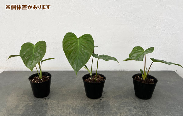 フィロデンドロン：マジェスティック 3号ポット