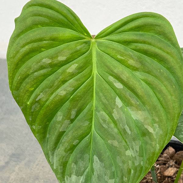 フィロデンドロン：マジェスティック 3号ポット