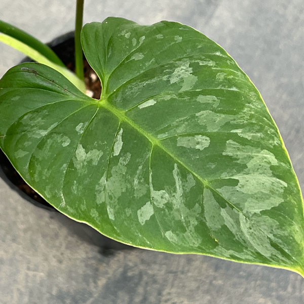 フィロデンドロン：マジェスティック 3号ポット