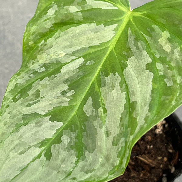 フィロデンドロン：マジェスティック 3号ポット