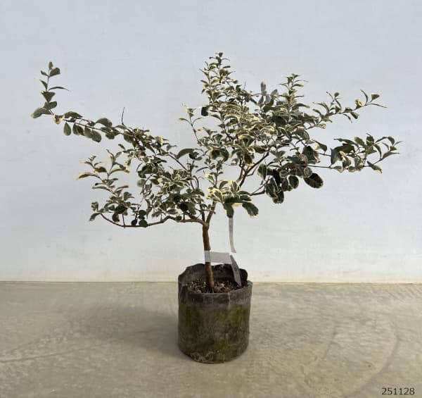 フェイジョア:斑入り7号ポットまたはルートバック