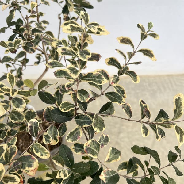 フェイジョア:斑入り7号ポットまたはルートバック