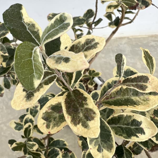 フェイジョア:斑入り7号ポットまたはルートバック