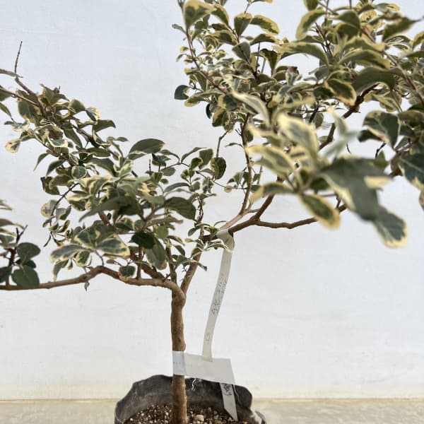 フェイジョア:斑入り7号ポットまたはルートバック