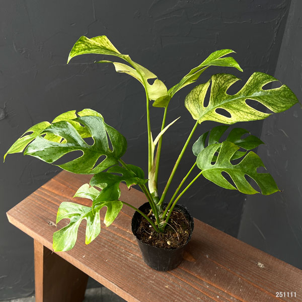 ラフィドフォラ:ホワイトモンスター(斑入り)3号ポット