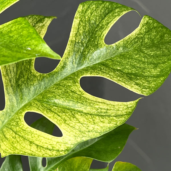 ラフィドフォラ:ホワイトモンスター(斑入り)3号ポット