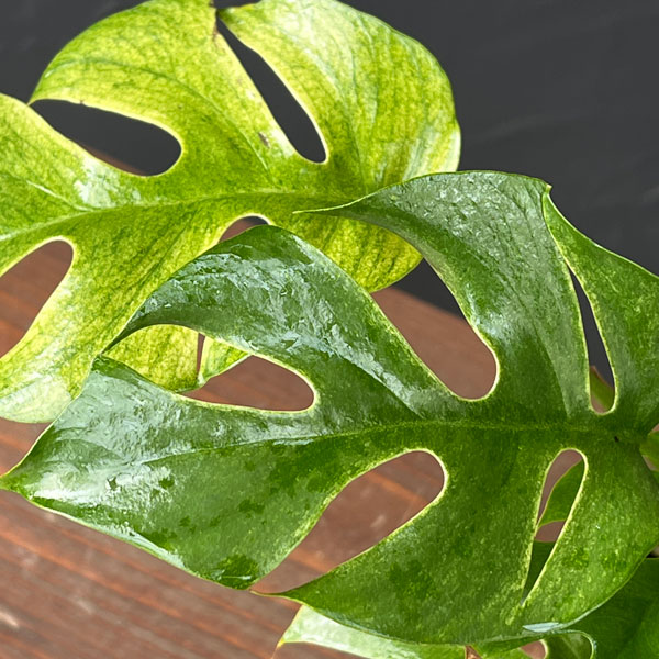 ラフィドフォラ:ホワイトモンスター(斑入り)3号ポット