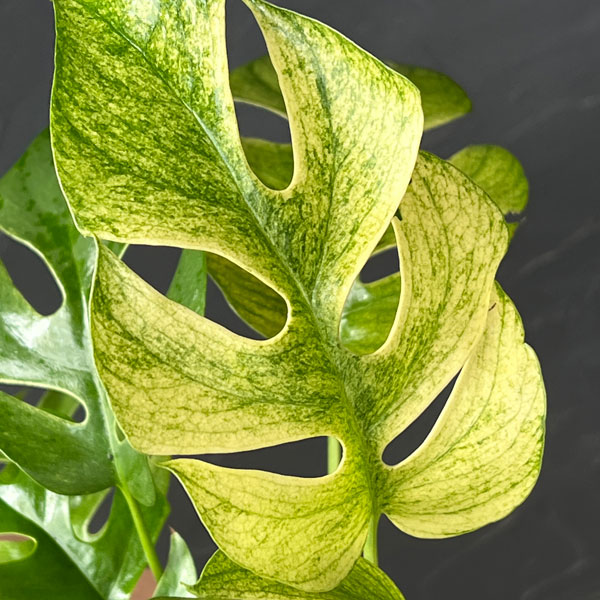 ラフィドフォラ:ホワイトモンスター(斑入り)3号ポット