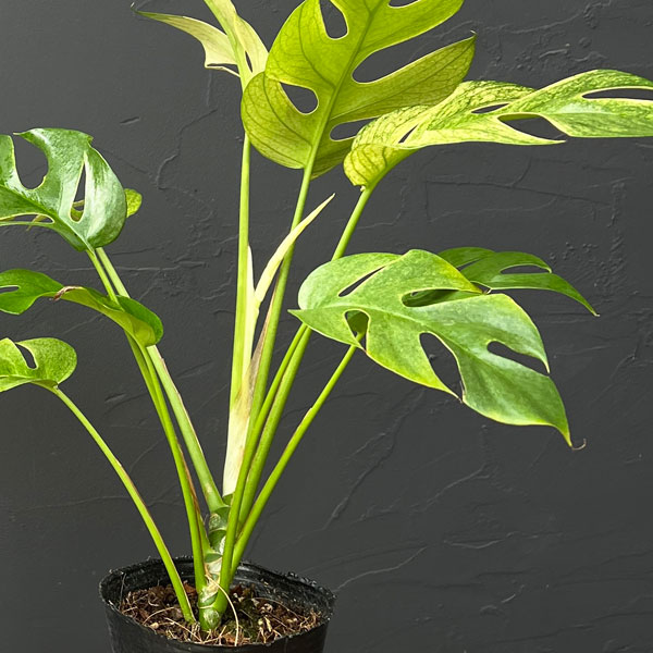 ラフィドフォラ:ホワイトモンスター(斑入り)3号ポット