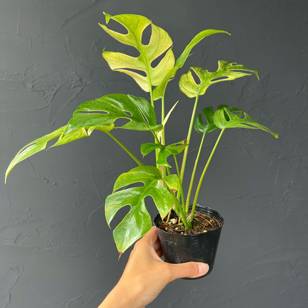 ラフィドフォラ:ホワイトモンスター(斑入り)3号ポット