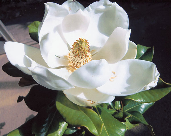 タイサンボク：ケイパレス3号ポット