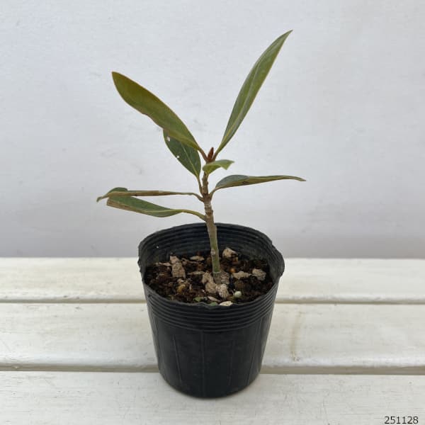 タイサンボク：ケイパレス3号ポット