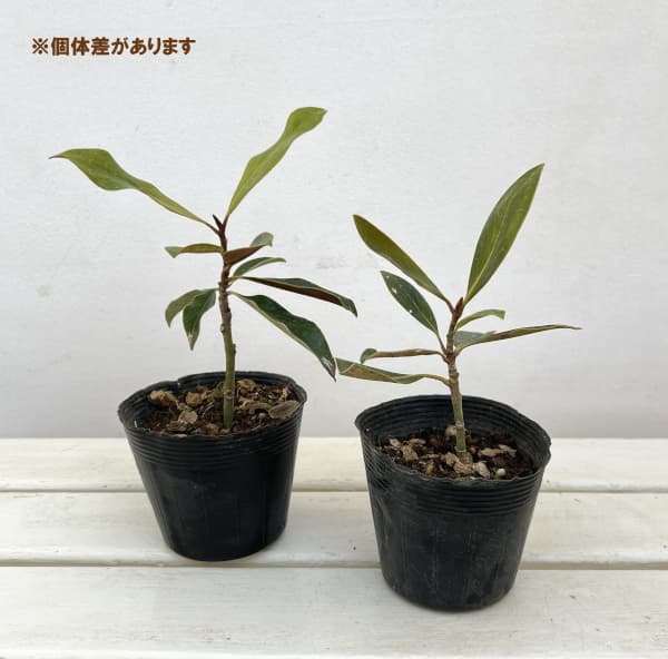 タイサンボク：ケイパレス3号ポット